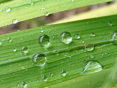 綺麗な雫のある葉（9月12日）