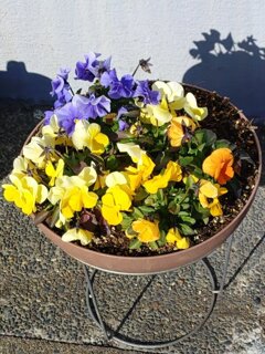 足利銀行のパンジー（1月5日）