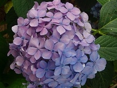 赤紫と青紫が混じるアジサイの花（7月11日）