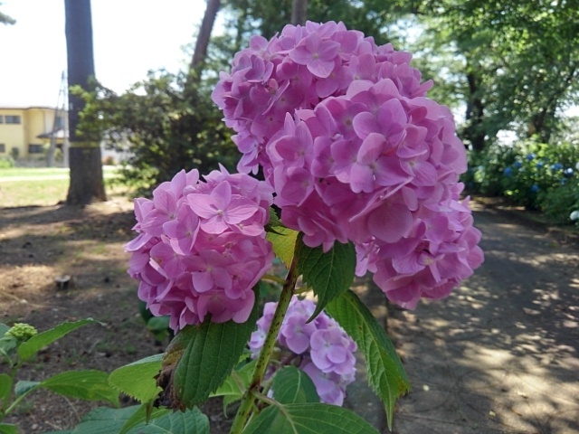 明るいピンクのアジサイ（6月15日）