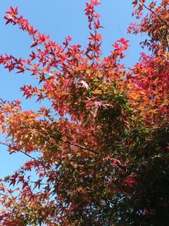 赤モミジ街路樹（11月15日）