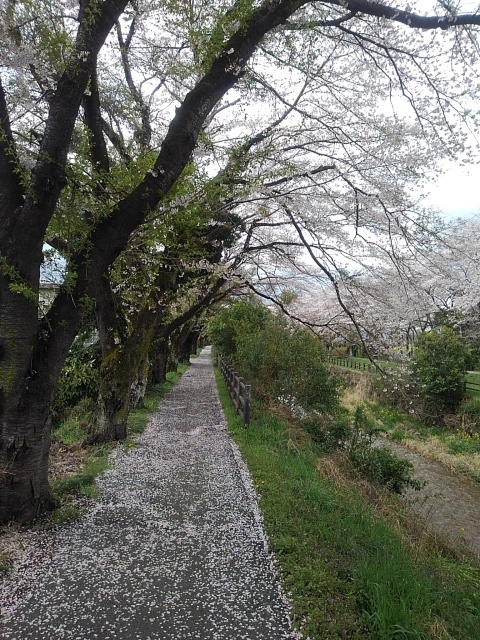 桜のトンネル（4月14日）