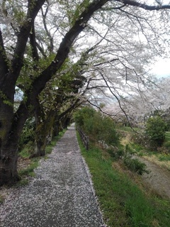 桜のトンネル（4月14日）