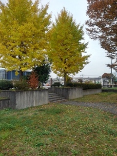 小さな公園のイチョウのある景色（11月16日）