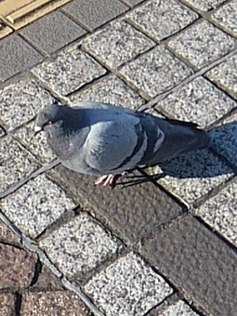 石畳が似合う鳩（1月12日）