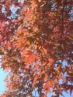 青空と赤いモミジ（11月1日）