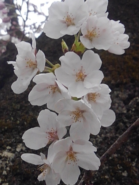 幹の桜（4月5日）
