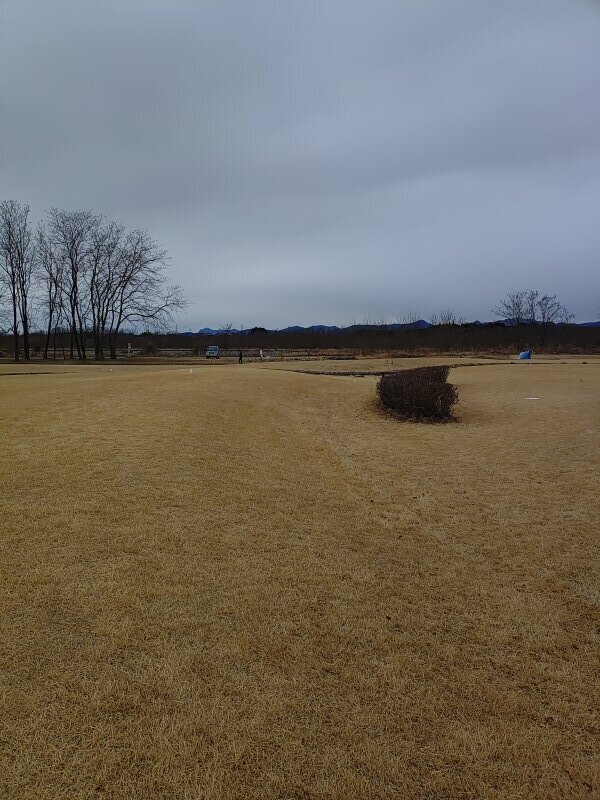 ゆうゆうパークの芝生（1月2日）