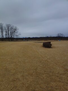 ゆうゆうパークの芝生（1月2日）