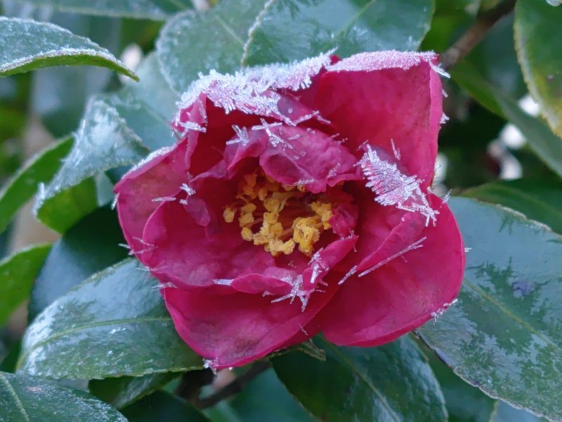 凍っているようなサザンカ（1月8日）