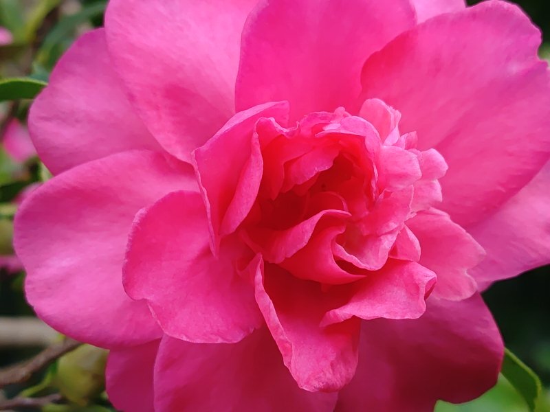 赤サザンカ（11月11日）