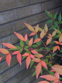 赤い南天の葉（12月31日）