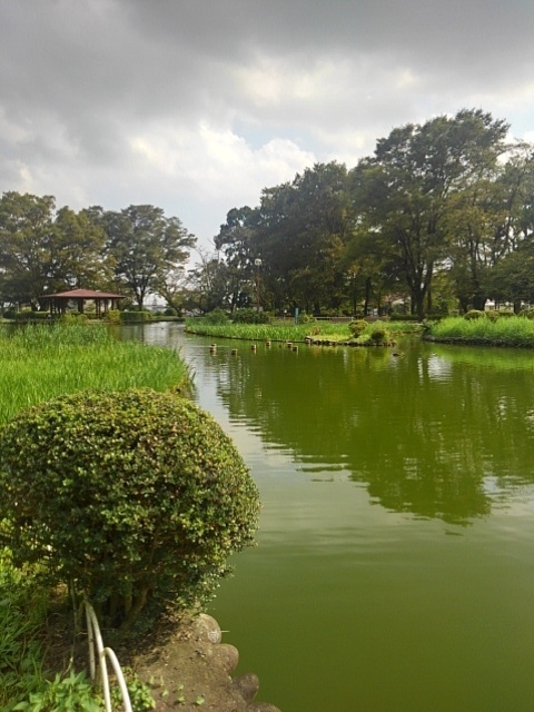 橋がなくなった烏ヶ森公園の池（9月17日）