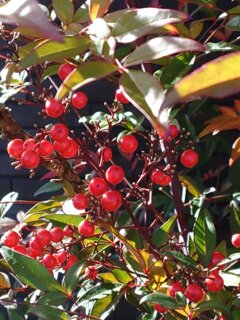 南天の実（12月31日）