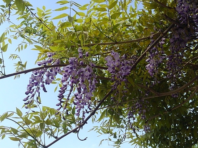 風物詩の藤の花（5月1日）