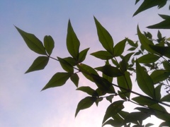 夕方の南天（7月31日）
