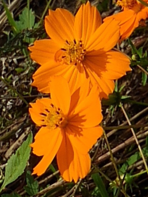 川原の2輪のコスモス（10月12日）