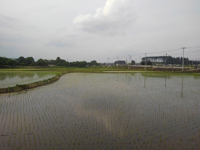 水田（5月16日）