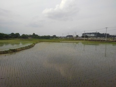 水田（5月16日）