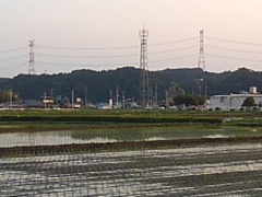 水田の奥の鉄塔（5月14日）