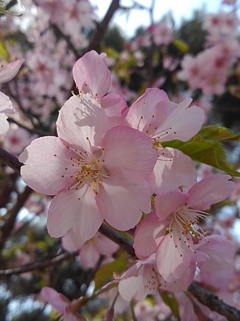淡いピンクの早咲き桜（3月30日）