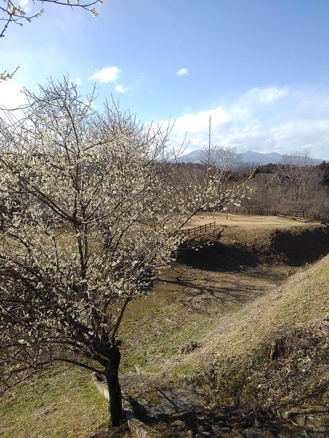 丘の梅と高原山（3月3日）