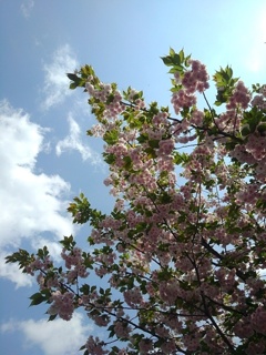 氏家駅の八重桜の枝（4月26日）