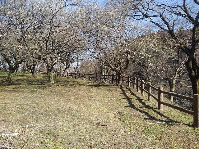 手すり近くの梅並木（3月3日）