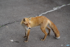 きつね牧場