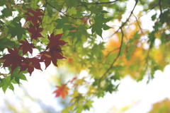 定山渓・豊平峡　紅葉見物③
