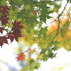 定山渓・豊平峡　紅葉見物③