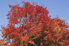深紅
