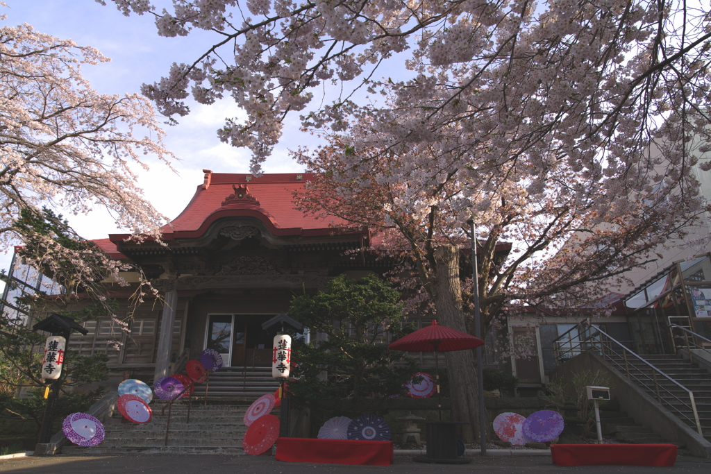 2025 蓮華寺 桜 2