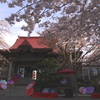 2025 蓮華寺 桜 2