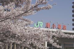 坂の街にも春が登ってきた