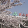 坂の街にも春が登ってきた