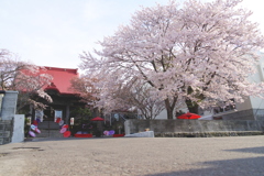 2025 蓮華寺 桜 1