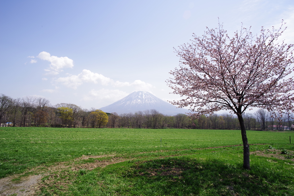 高橋牧場から見る羊蹄山