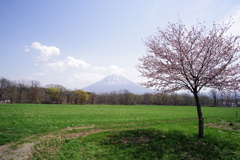 高橋牧場から見る羊蹄山