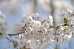 2025 地元の桜4
