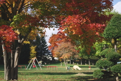 紅葉から覗く幸せ