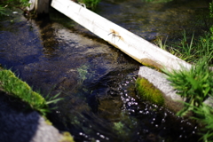 湧水地の水路②