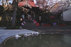 2025 蓮華寺 桜 4