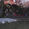 2025 蓮華寺 桜 4