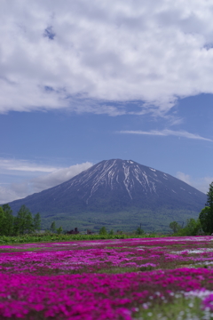 三島さんちの芝桜