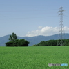夏のワンカット