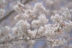 2025 地元の桜3