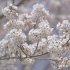 2025 地元の桜3