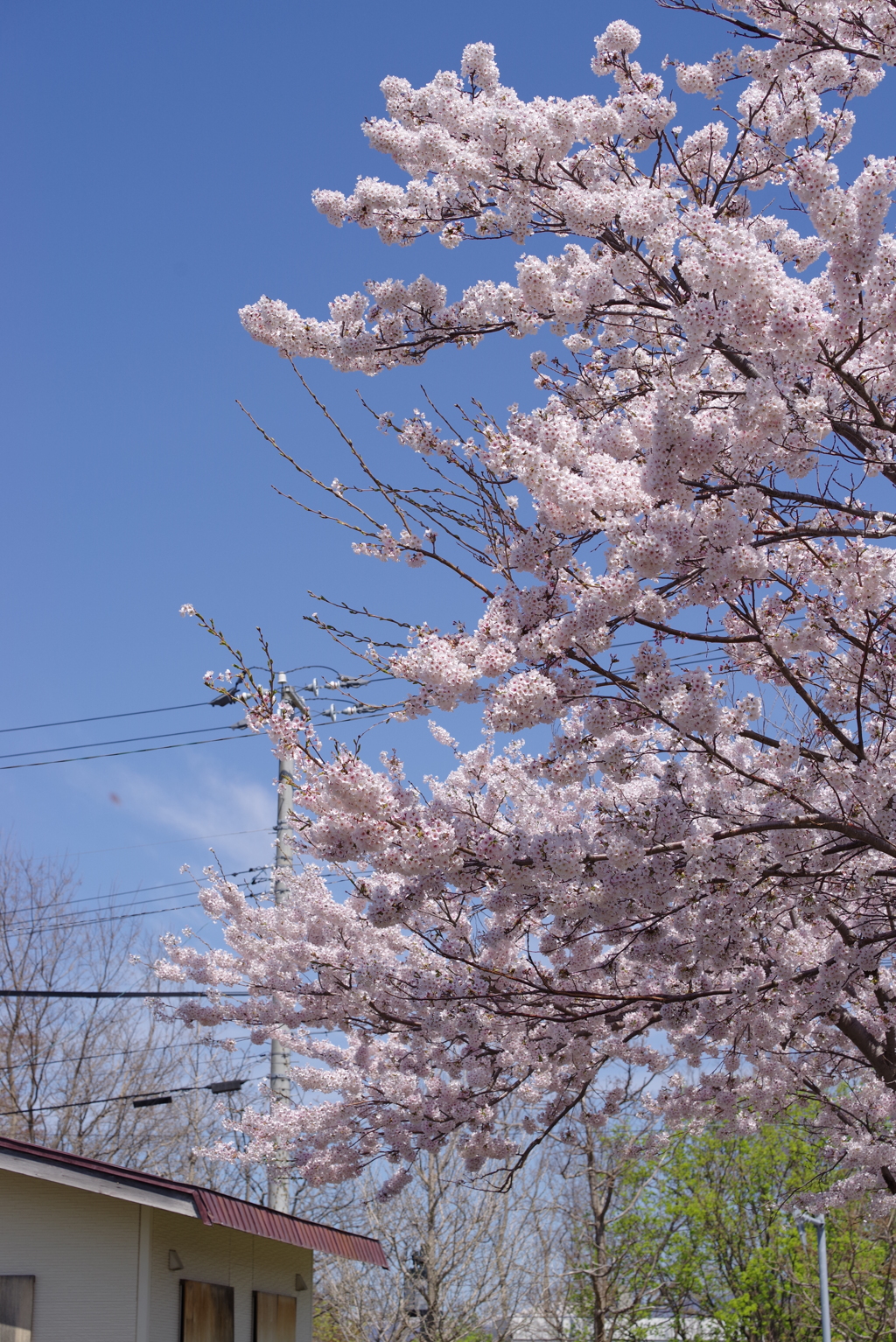 地元の桜