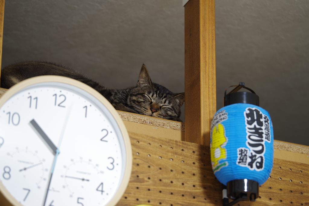 高い城の猫